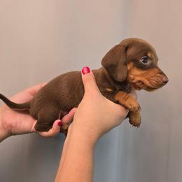 Chocolate female - Chocolate female Dachshund puppy in Hesperia, California from VOM HAUSE IMPERIAL