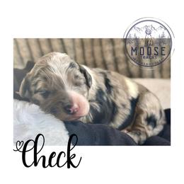 Check - Merle female Bernedoodle puppy in Belleville, Michigan from Moose Tracks Bernedoodles