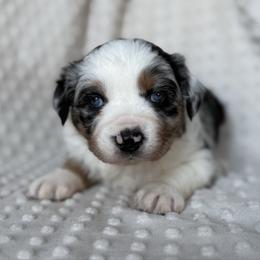 Icey - Blue merle female Australian Shepherd puppy in Quaker City, Ohio from Wagon Wheel Aussies and Corgi’s