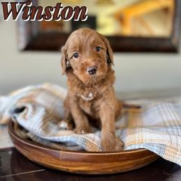 Winston - Red  male Goldendoodle puppy in Oklahoma from Faithful Hill Doodles