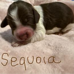 Sequoia - Liver white and roan female English Springer Spaniel puppy in Pensacola, Florida from LeichtHouse Kennel