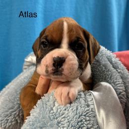 Atlas - Fawn male Boxer puppy in Elyria, Ohio from Just-A-Wyn Boxers