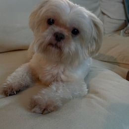 Shih Tzus from Heidi Lucas