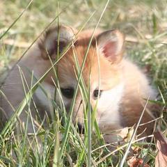 Icelandic Sheepdog Puppies from Valhalla Icelandic Sheepdogs