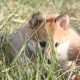 Icelandic Sheepdog Puppies from Valhalla Icelandic Sheepdogs