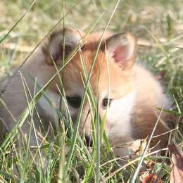 Icelandic Sheepdog Puppies from Valhalla Icelandic Sheepdogs