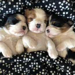 Cavalier King Charles Spaniel Puppies from SoCalCavaliers
