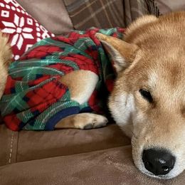 Shiba Inu from Schwindt Shiba’s