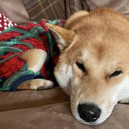 Shiba Inu from Schwindt Shiba’s