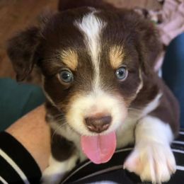 Miniature Australian Shepherd Puppies from Noble Custom Mini and Toy Aussies