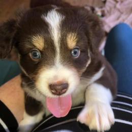 Miniature Australian Shepherd Puppies from Noble Custom Mini and Toy Aussies