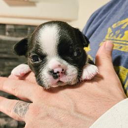 Boy 3/Grey Collar - Black and white Boston Terrier puppy in Rapid City, South Dakota from Little Daemons Boston Terriers