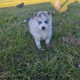 Miniature Australian Shepherd and Siberian Husky Puppies from MightyTiny Kennel