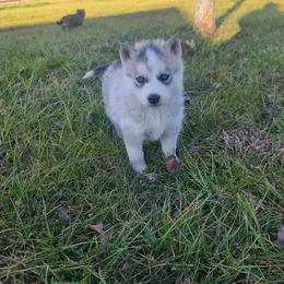 Miniature Australian Shepherd and Siberian Husky Puppies from MightyTiny Kennel