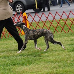 Chihuahuas and Whippets from Kemar