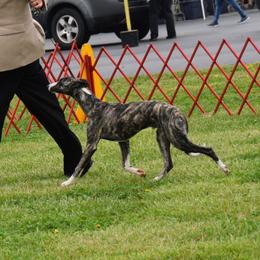 Chihuahuas and Whippets from Kemar