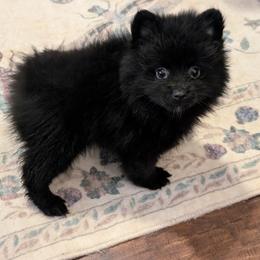 Andrew - Black male Pomeranian puppy in Danielsville, Georgia from PassionatePomPoms