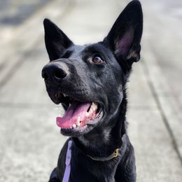 Rhaenys - German Shepherd