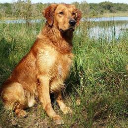 Golden Retrievers from Kelakye Goldens