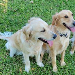 Golden Retrievers from Sims Golden Retrievers