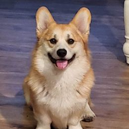 Kayogi - Pembroke Welsh Corgi