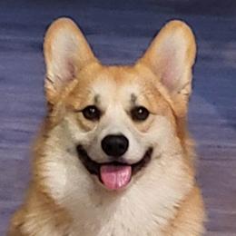 Kayogi - Pembroke Welsh Corgi