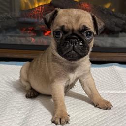 Suzie - Fawn female Pug puppy in Olin, North Carolina from Piggy Pugs