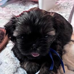 Amelia - Sable female Shih Tzu puppy in Kettering, Ohio from The Ruff Life Tribe