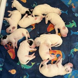 Boy 1 - Blue belton male English Setter puppy in Windham, Connecticut from McFella’s Gun Dogs