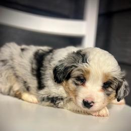Ruby - Blue merle female Miniature Australian Shepherd puppy in St.James, Missouri from Vineyard Ridge Mini Aussies
