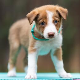Altair - Sable male Border Collie puppy in Austin, Texas from Border Collie dei Fanelli
