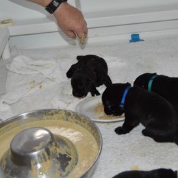 Labrador Retriever Puppies from Pleasant Pine Labrador Retrievers