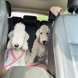 Bedlington Terrier Puppies from Pineriver bedlingtons