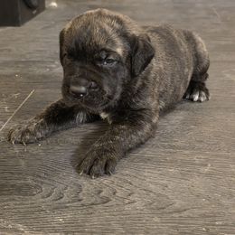 Max - Black brindle male Cane Corso puppy in Vernal, Utah from Diamond Ridge Cane Corsos