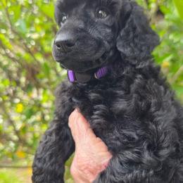 Fryderyk - Black male Poodle puppy in Hartselle, Alabama from Phare Poodles