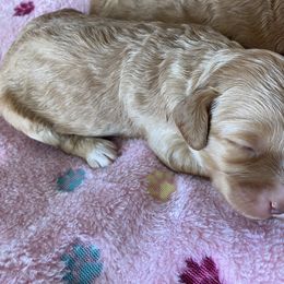 Australian Labradoodle and Double Doodle Puppies from Little Kingdom Doodles