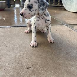AI - White and black male Dalmatian puppy in Fort Cavasos, Texas from Mainstreet Dalmation