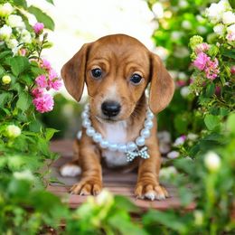 Dachshund Puppies from Yadkin Valley Dachshunds