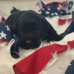 Jocie - Orange Girl - Black female Miniature Schnauzer puppy in Oneonta, Alabama from Murphree Valley Kennels
