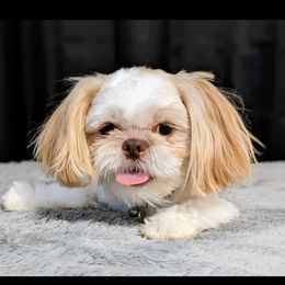 Basil - Shih Tzu