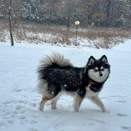 June bug - Pomsky