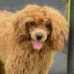 Pebbles - Poodle
