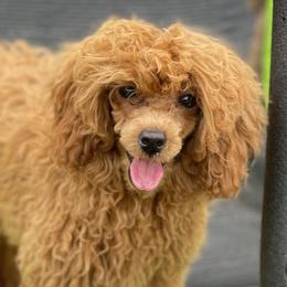 Pebbles - Poodle