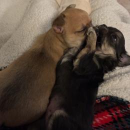 Chihuahua Puppies from Wild Mountain Chihuahuas