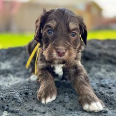 Cali1 (California) yellow - female Golden Mountain Doodle puppy in Twin Falls, Idaho from Magic Valley Family Doodles