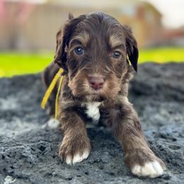 Cali1 (California) yellow - female Golden Mountain Doodle puppy in Twin Falls, Idaho from Magic Valley Family Doodles