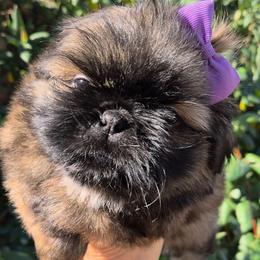 Phoebe - Brindle and white female Shih Tzu puppy in El Paso, Texas from Paws Of Beauty