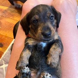 Orange - Wild boar male Dachshund puppy in Stevensville, Montana from LynnHaven Ranch Dachshunds