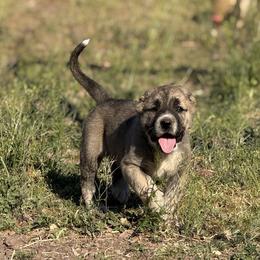 Girl 3 - Brindle female Armenian Gampr puppy in Neenach, California from The Mustangs Ranch