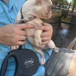 French Bulldog Puppies from Southern Mississippi Frenchies